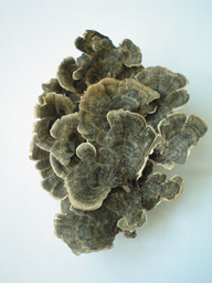 雲芝因其層層疊疊的菌蓋似雲朵而命名