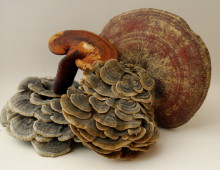 菇菌類向來是珍貴且具養生價值的藥材。