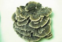 Coriolus versicolor (yun zhi)