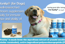 I’m-Yunity (for Dogs) is a well-researched mushroom supplement specially for immune balance and vitality of dogs.