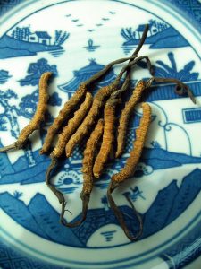 Cordyceps is a type of fungus that colonizes on caterpillars