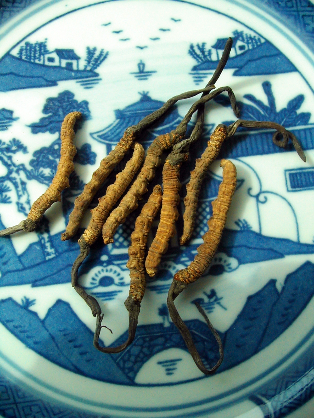 Cordyceps is a type of fungus that colonizes on caterpillars - HYY