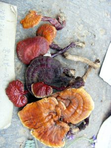 Ganoderma lucidum (ling zhi)