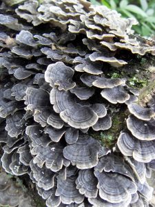 Coriolus versicolor (yun zhi) is identified by the concentric circles of varying colors