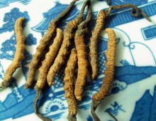 People like to consume cordyceps for general enhancement due to aging, chronic or major illness.