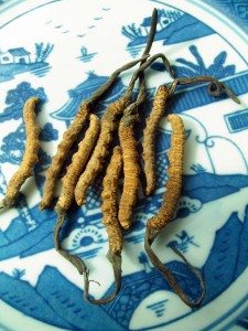Cordyceps is a fungus that parasitizes caterpillars