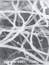 Mycelia of Coriolus versicolor (yun zhi) - raw meterial of I'm-Yunity
