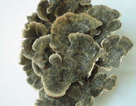雲芝因其層層疊疊的菌蓋似雲朵而命名
