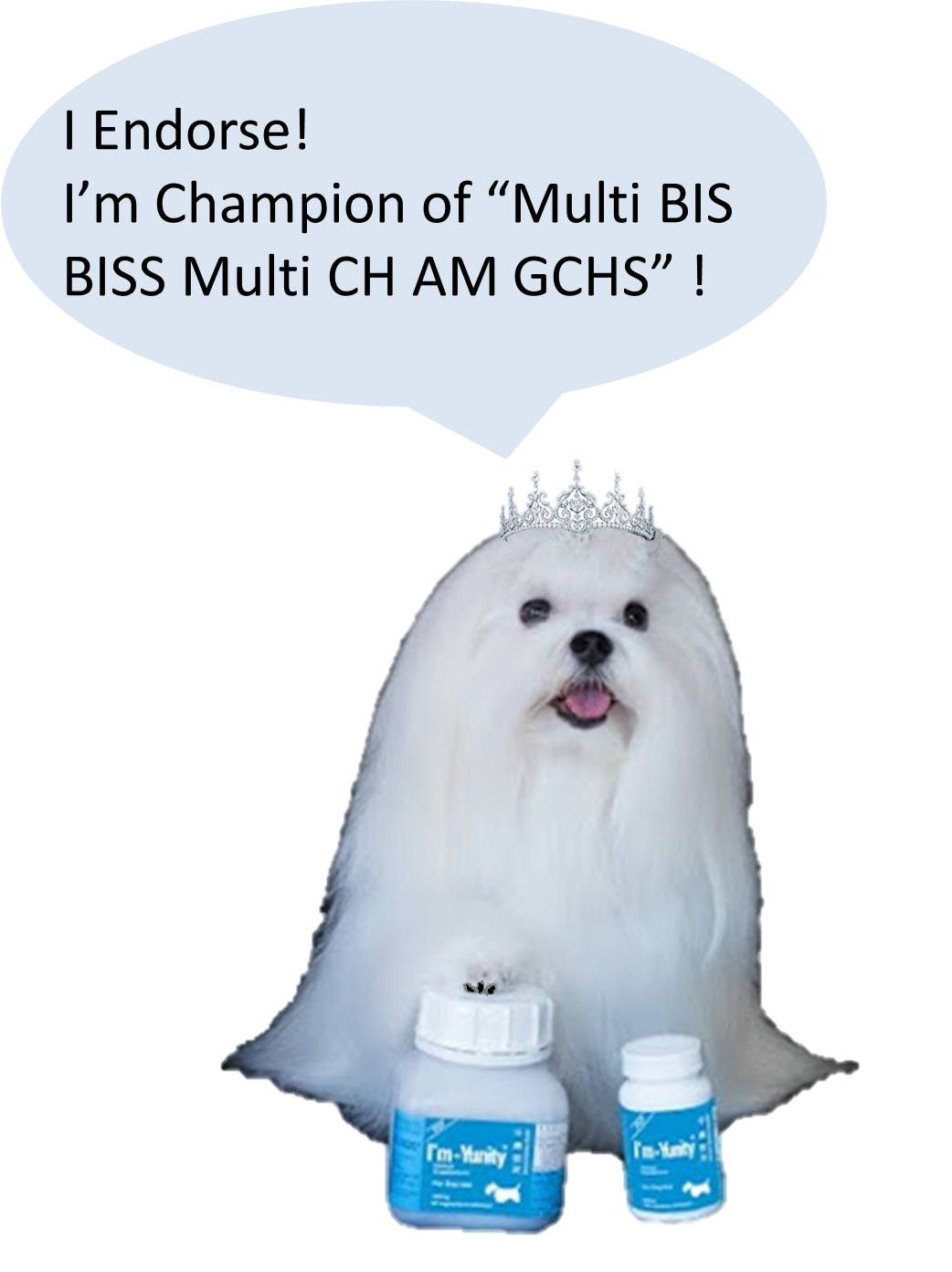 Pearl was the Champion of "Multi BIS BISS Multi CH AM GCHS," #1 Female GCH Points (Maltese) 2016. 