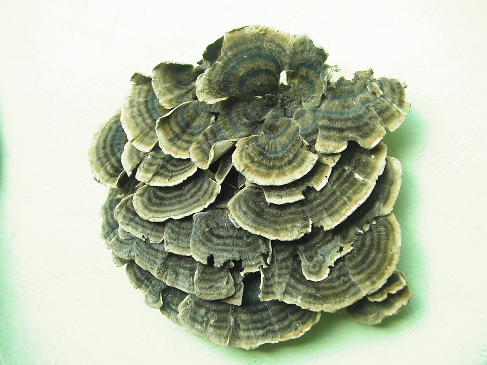 Coriolus versicolor (yun zhi)