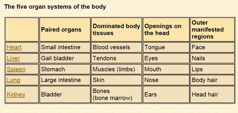 TCM five organ systems of body