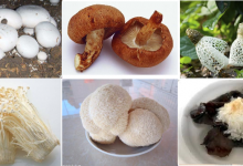 Edible mushrooms have different health benefits