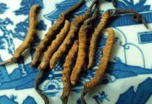 Cordyceps is a type of fungus that colonizes on caterpillars