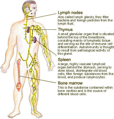 The immune organs of the body